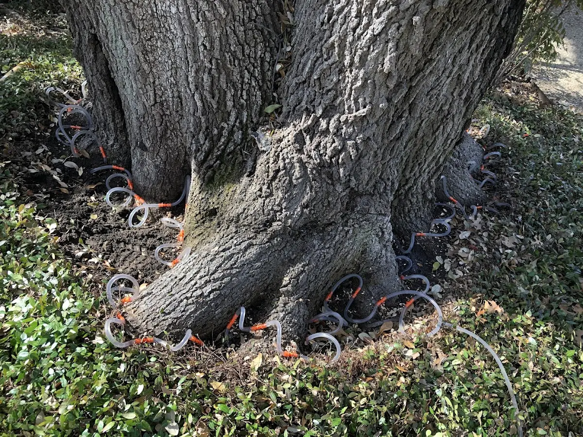 Detailed Shrub and Hedge Trimming job site in Kenedy