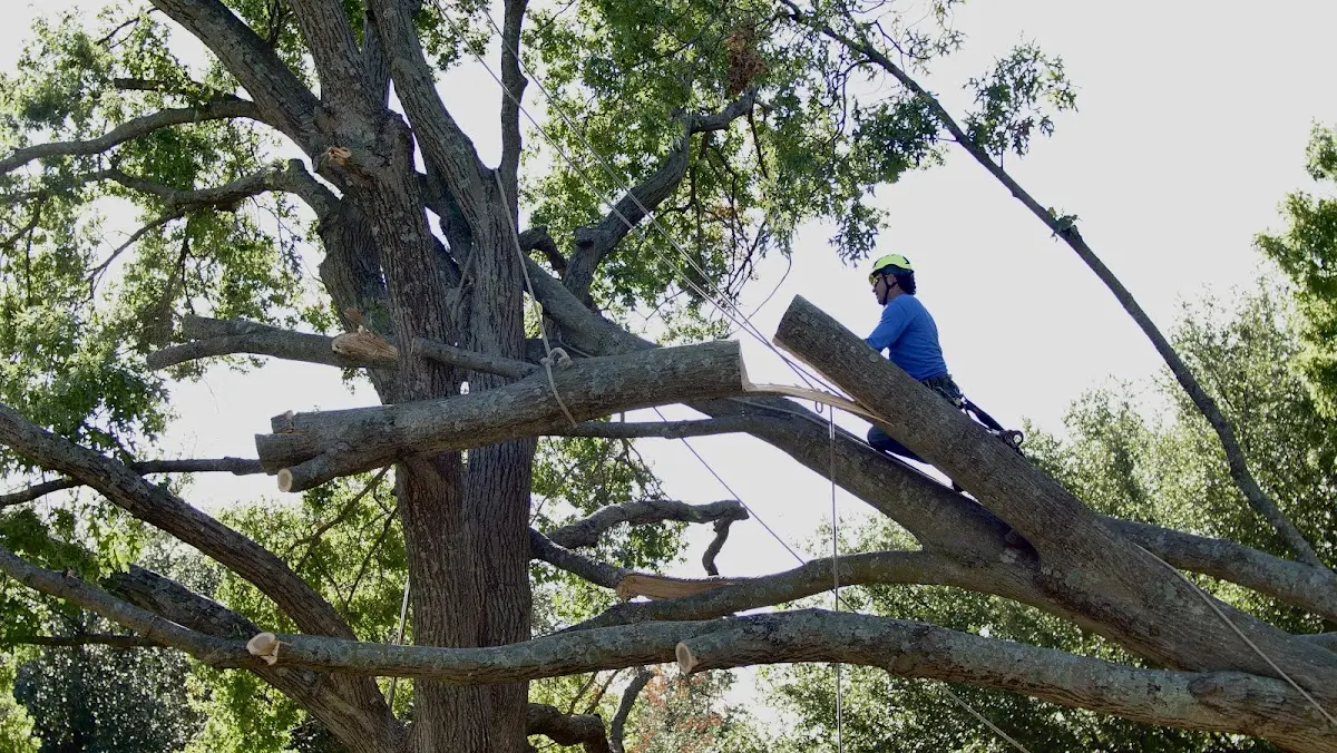 Professional Crown Thinning performed by certified arborists in Kenedy